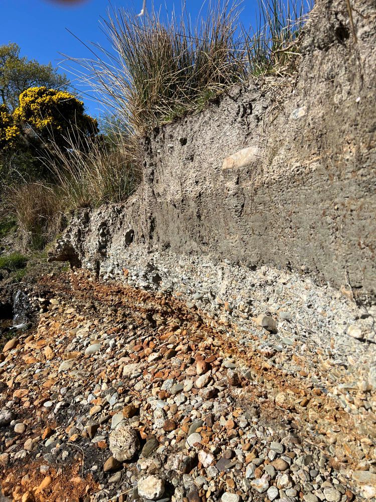 A close up of a river back erosion on farmland. Pebbled conglomerate is underlies a series of silty deposit.