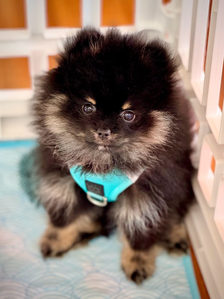 An adorable black-and-tan Pomeranian puppy wearing an aqua harness sitting in a playpen