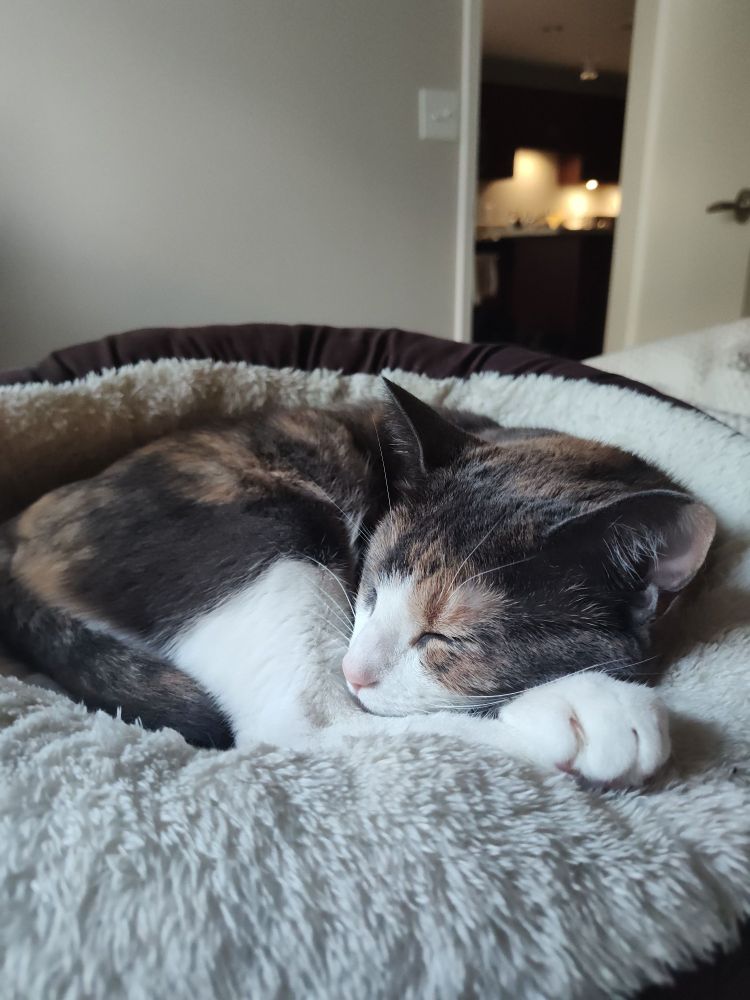 Cozy cat sleeping 