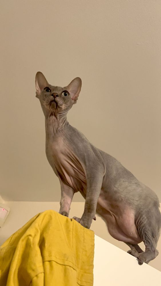 A gray sphynx cat stares out at her domain from her mighty position atop a door