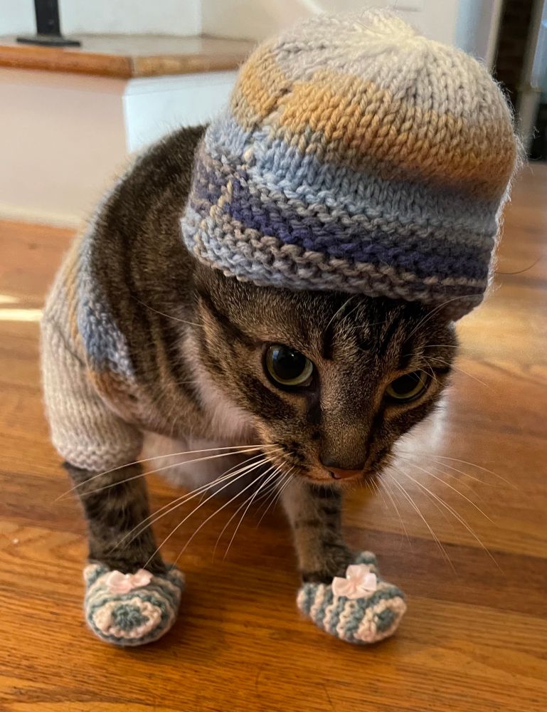 Olive the cat wearing a knitted hat sweater and little boots. She is staring to the side of the camera, clearly putting up with the clothing and contemplating what lead to this and what might lead out of it.