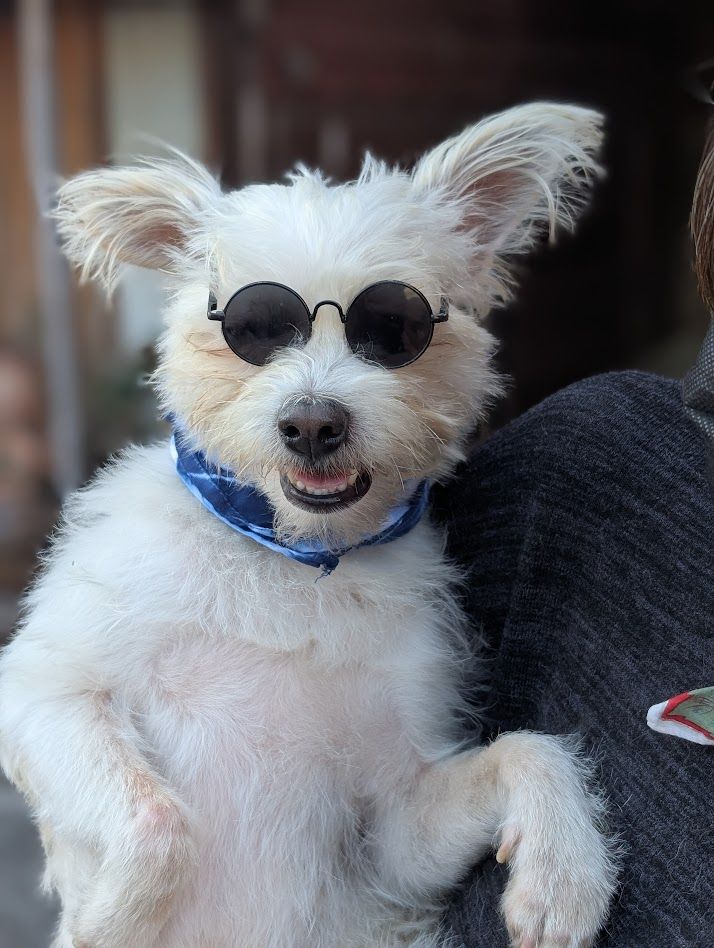 Fluffy dog wearing sunglasses