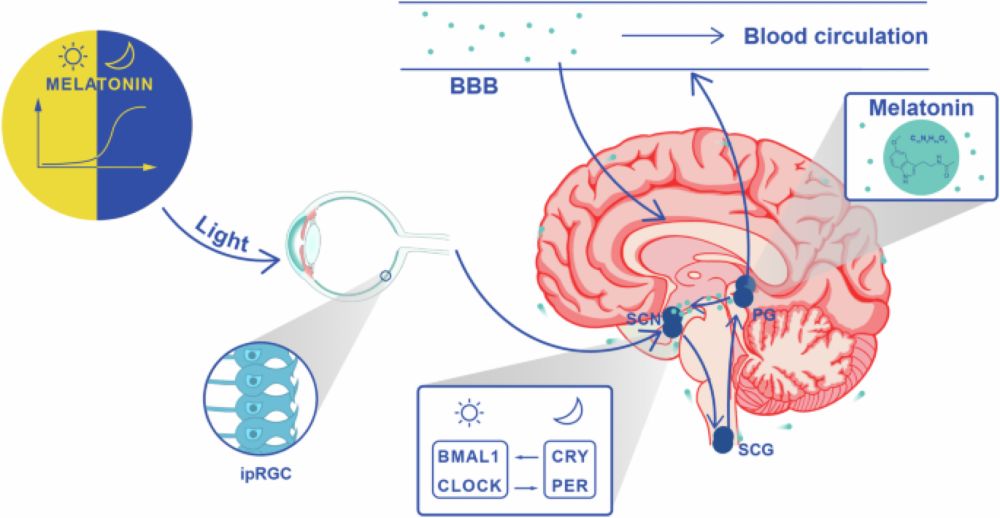 Melatonin: A potential nighttime guardian against Alzheimer’s - Molecular Psychiatry