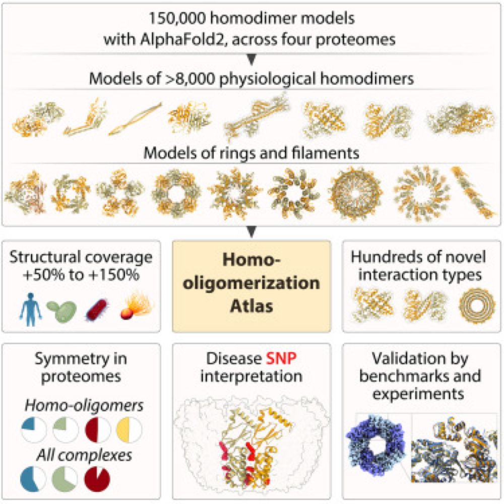 An atlas of protein homo-oligomerization across domains of life