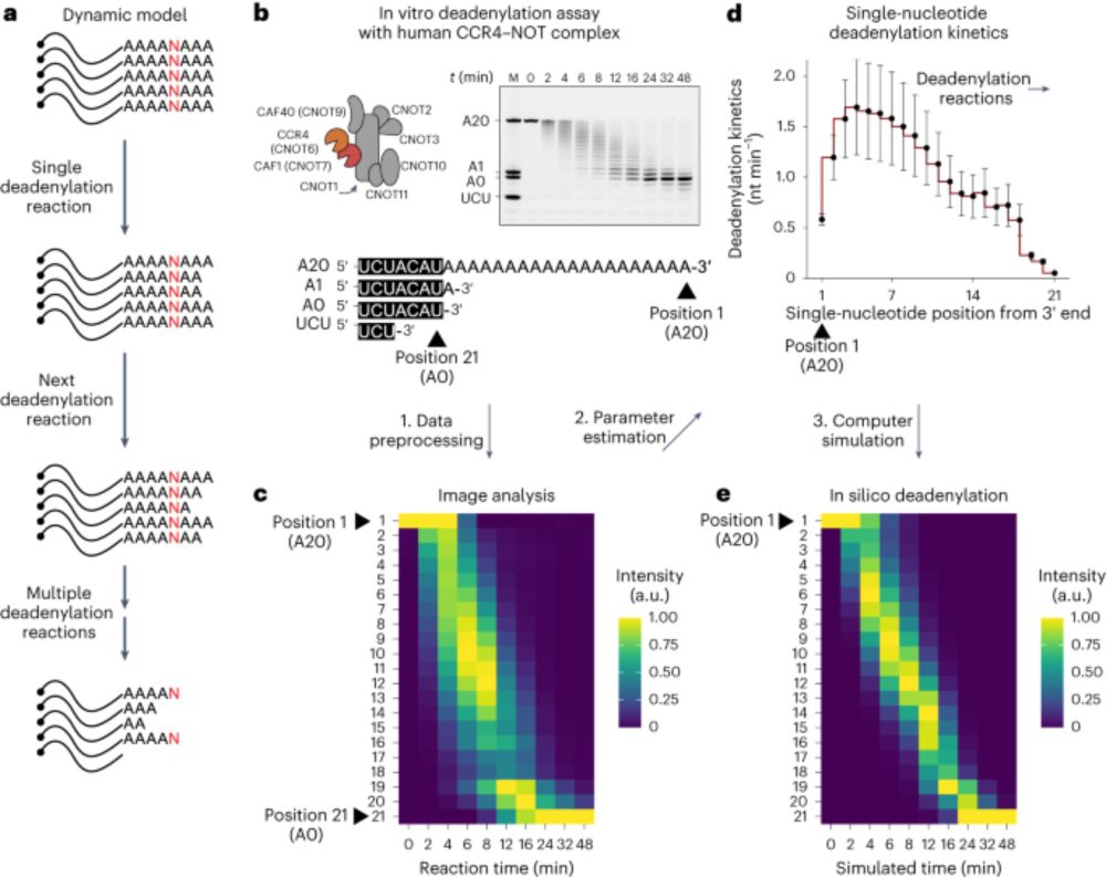 Deadenylation kinetics of mixed poly(A) tails at single-nucleotide resolution - Nature Structural & Molecular Biology