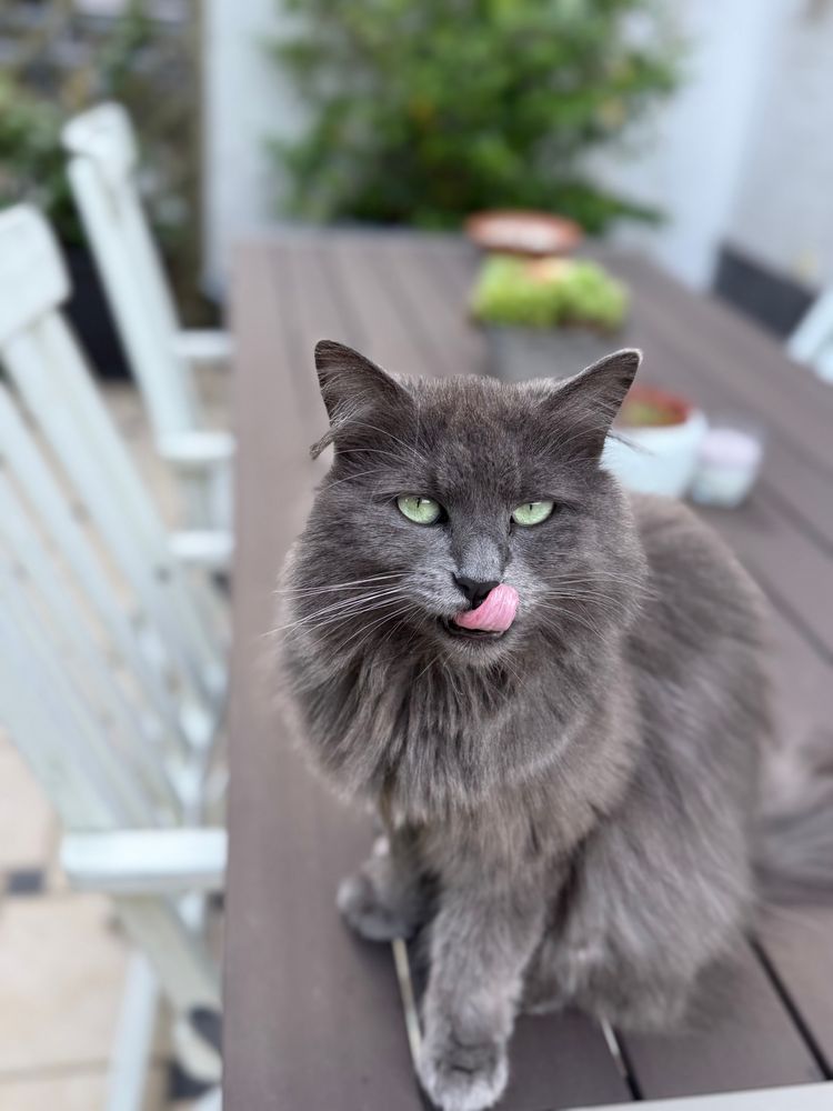 Man sieht eine graue Langhaarkatze (Nebelung) mit grünen Augen, die auf einem grauen Terassentisch sitzt. Im Hintergrund sieht man unscharf einen Terassenstuhl und Topfblumen auf dem Tisch. Die Katze schaut den Betrachter mit etwas geschlossenen Augen an und leckt gerade mit ihrer Zunge ihre Nase/Schnauze halb ab.