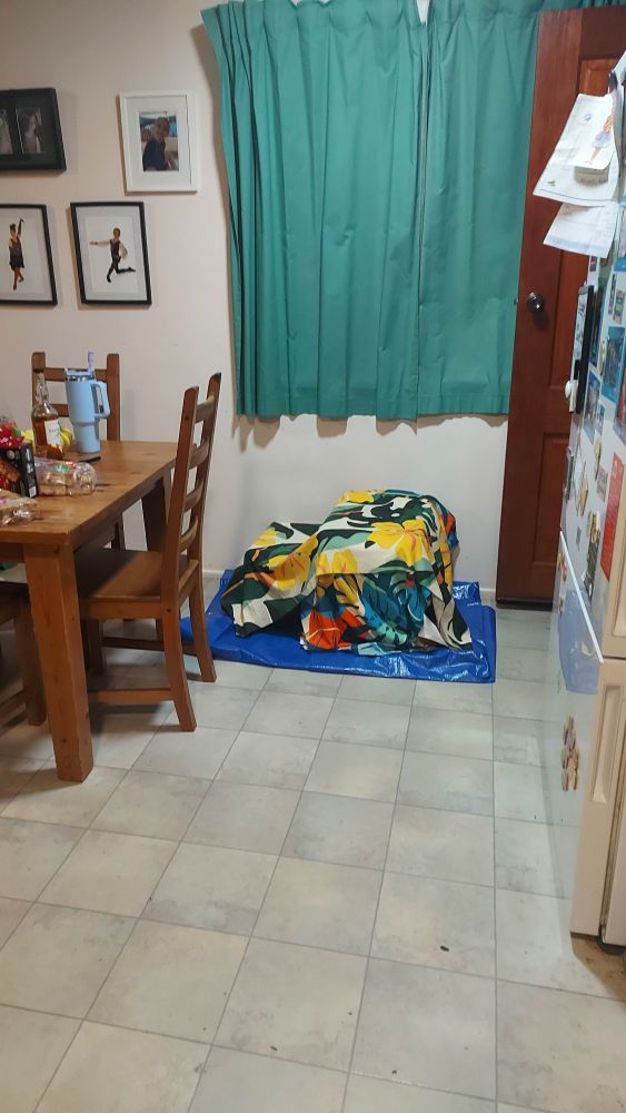 Bright towels cover 2 chicken carriers. They're inside a house on a blue tarpaulin next to a dining table