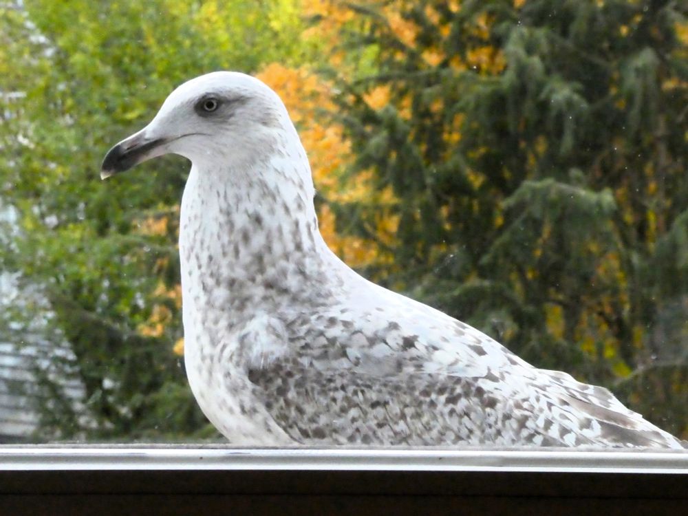 Junge Silberömöwe (schwarzer Schnabel und bräunlich gesprenkeltes Federkleid) sitzt vor meinem Fenster.
