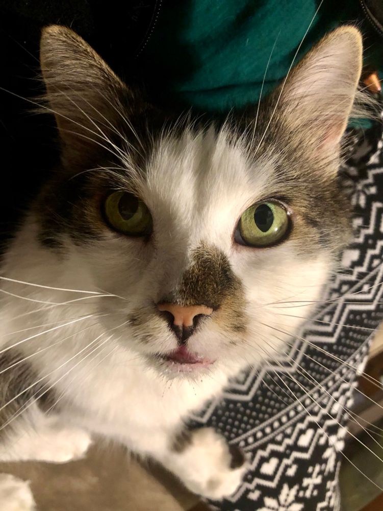 A brown and white fluffy cat looks up with beeyootiful eyes