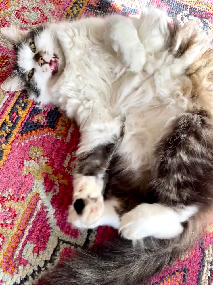 A brown and white mega fluffy cat is rolling around on a red carpet chat chatting and thinking about lightly attacking my hand