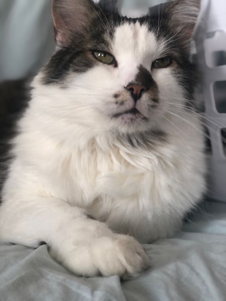 A brown and white fluffy cat elegantly poised on a blue seat