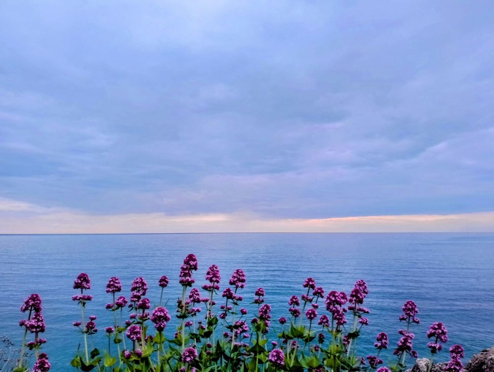 Valérianes roses sur fond de Méditerranée et ciel bleu à Sète 