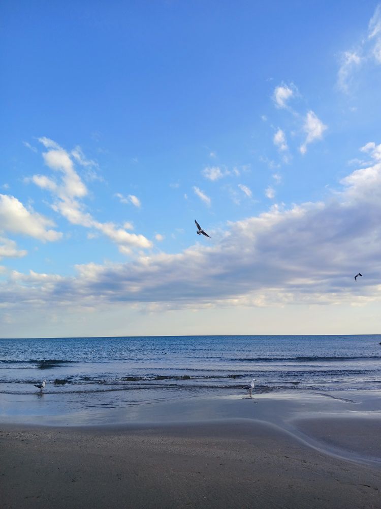 2 mouettes les pieds dans l'eau sur la plage et 2 mouettes qui volent au dessus de la Méditerranée sous le ciel bleu nuageux 