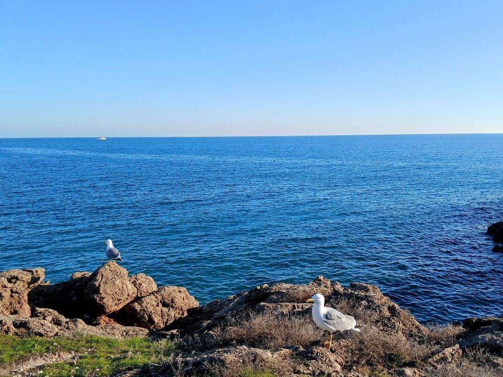 2 gabians face à la Méditerranée à Sète 