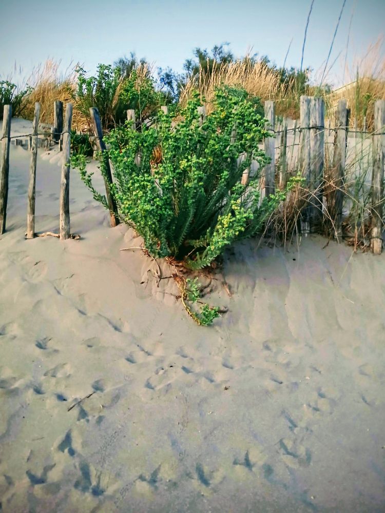 Pas de mouettes sur dune et Euphobia devant ganivelles à Sète 