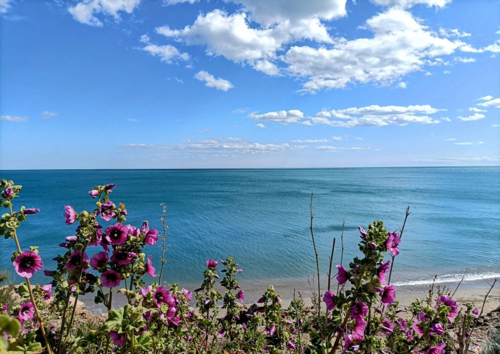Fleurs de Mauve royale sur fond de Méditerranée sous le ciel bleu et nuages 