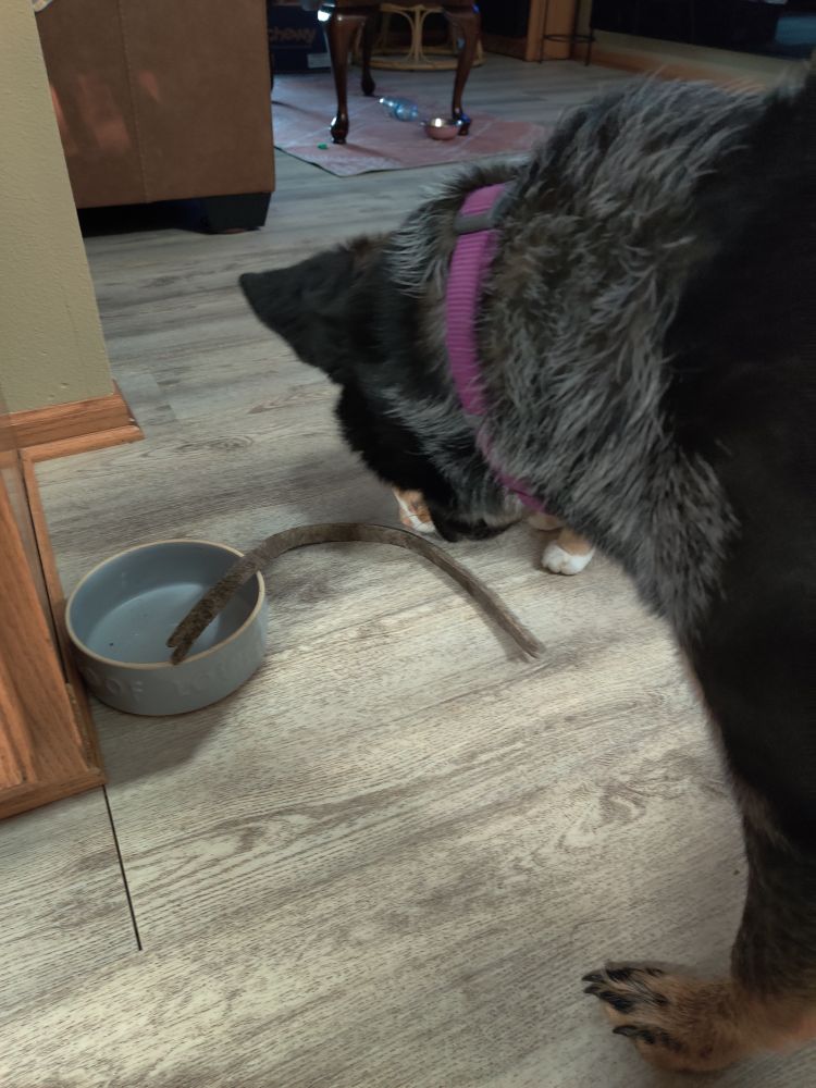 A dirty old length of ?? caulk ?? placed in a dog's food dish. The dog in question is looming over it and staring down at a barely visible orange cat who is sniffing the caulk.