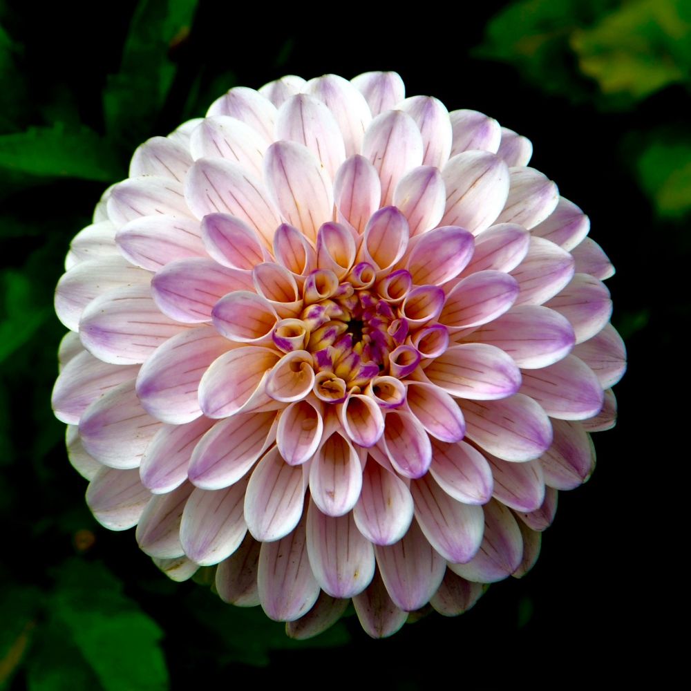 Close up of a white flower with purple vertical stripes on its petals. The bud has a yellow accent.  It has dozens of layered petals 