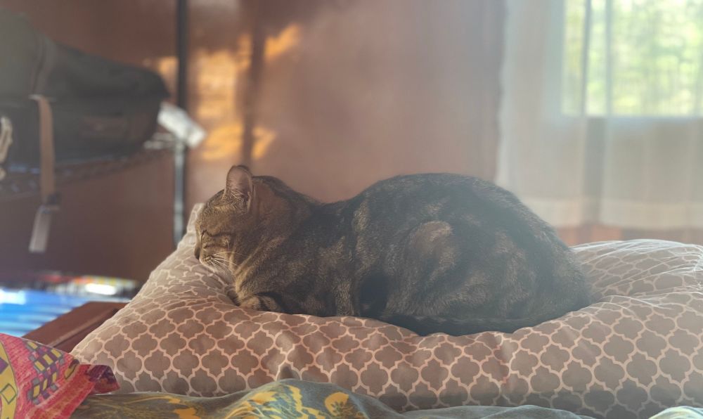 My cat ZoZo on her pillow