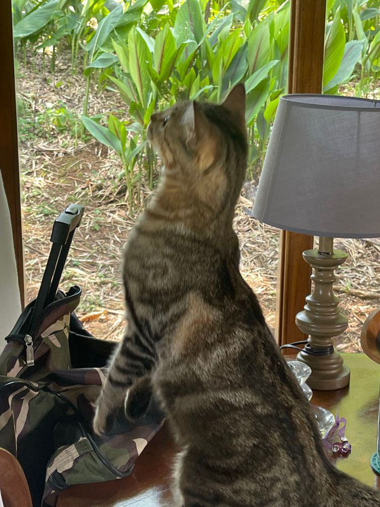 ZoZo is deciding if she can make it to the top shelf! 