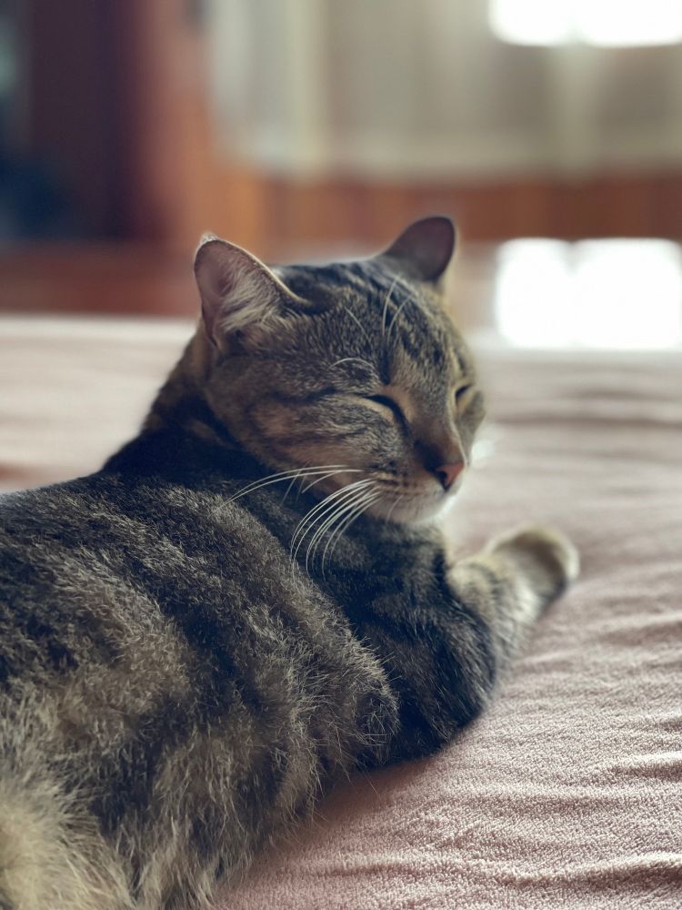 Cat sleeping next to person