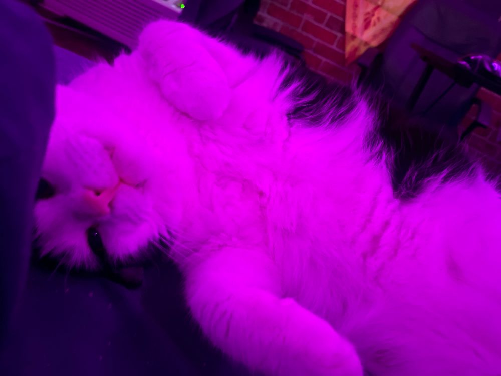 This is terry. He is a tuxedo cat, currently colored magenta from the room leds. he's on his side with his head turned down.