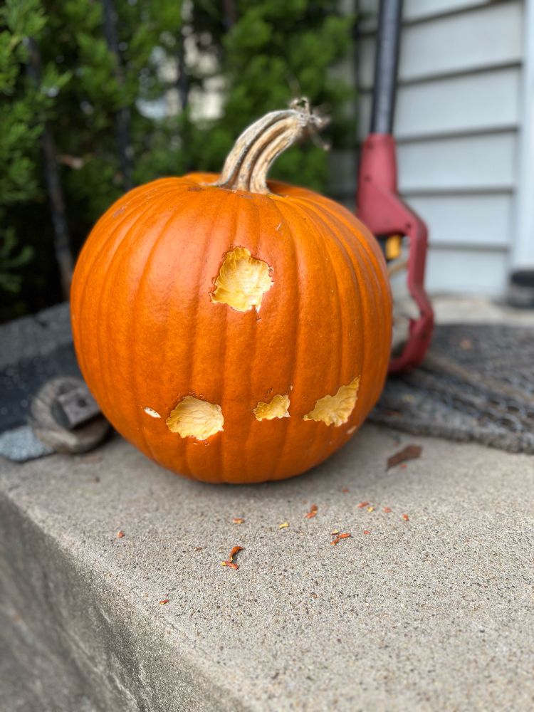 Pumpkin, about a foot tall, on a concrete porch. Not carved, but several spots have been gnawed through the outer orange rind but not yet into the center. 