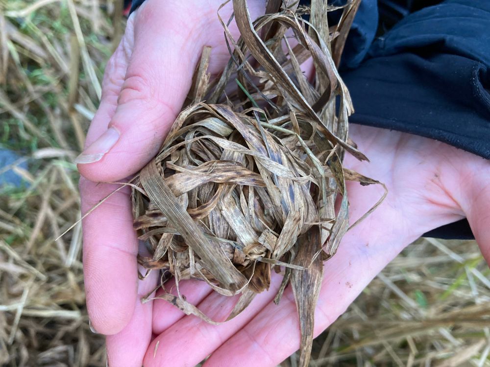 Harvest mouse nest made with woven grasses found in tall grasses on a floodplain 