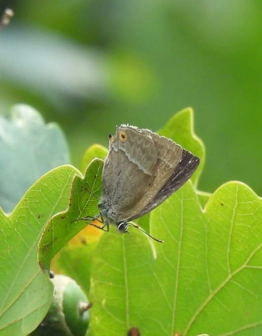 Purple Hairstreak a grey butterfly with a white streak running through both wings and small orange eyes in the corner of the hind wing 
