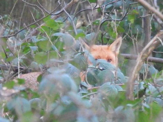 A Red Fox peaks through a tangled mass of Brambles 