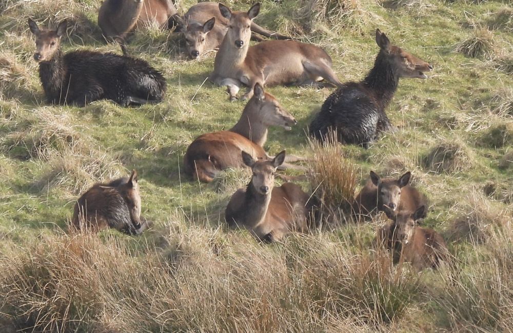 Part of a herd of 42 Red Deer chilling in an upland meadow 