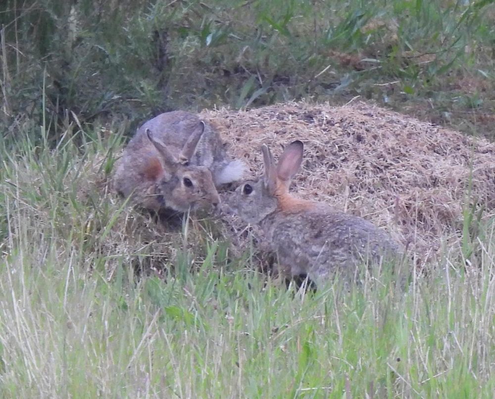 2 adult Rabbits greet each other nose to nose in a grassy meadow 