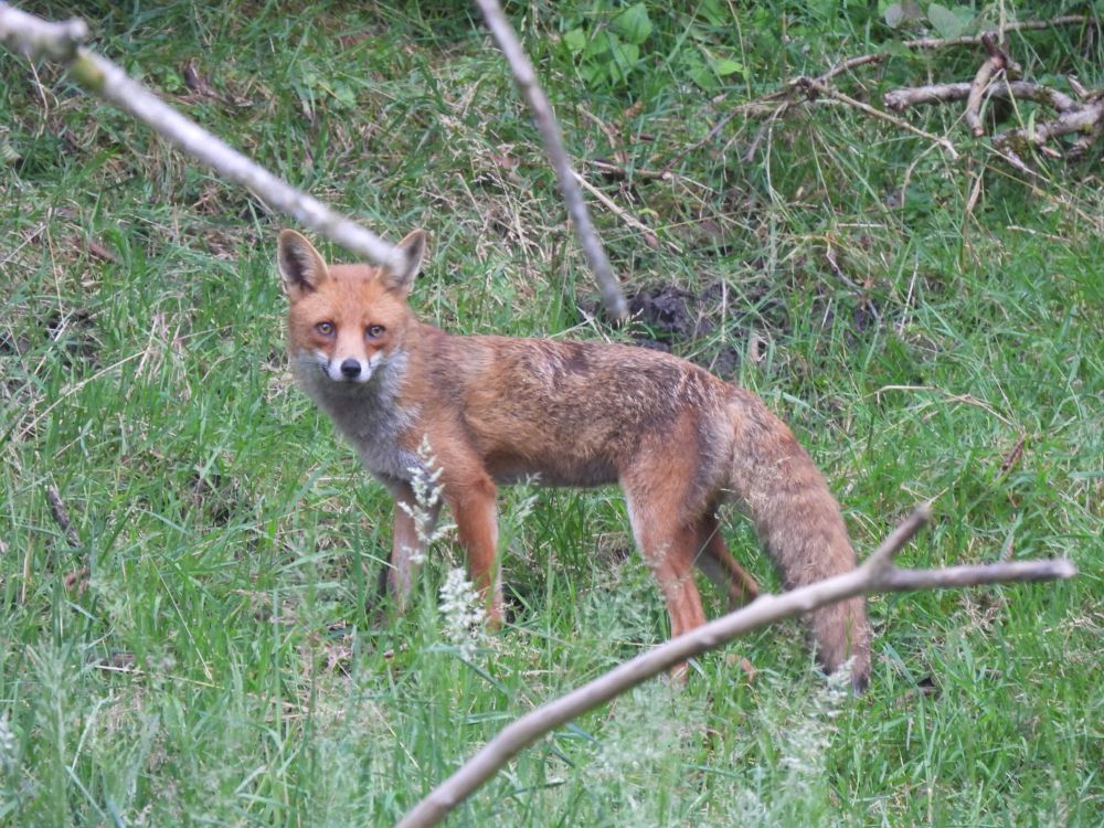 A Red Fox in side profile standing amongst scrubby grassland. Clearly showing it’s bushy tail and white chin and throat 