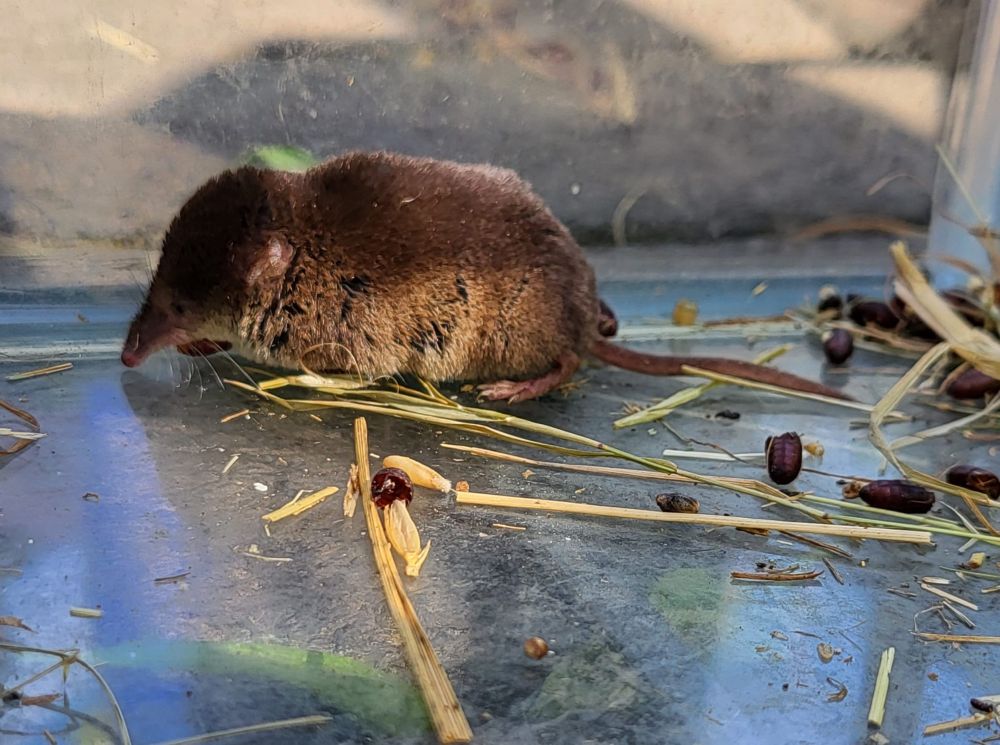 A close up of a Common Shrew, a small brown mammal with a pointed nose