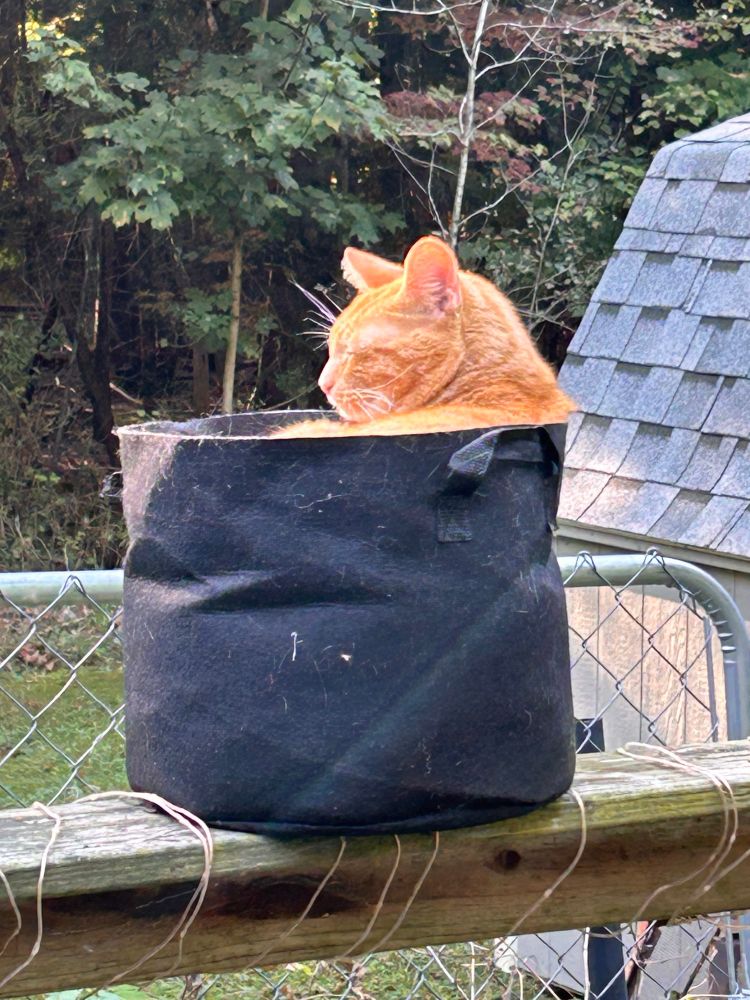 Orange cat in a black sack sitting in the sun. 
