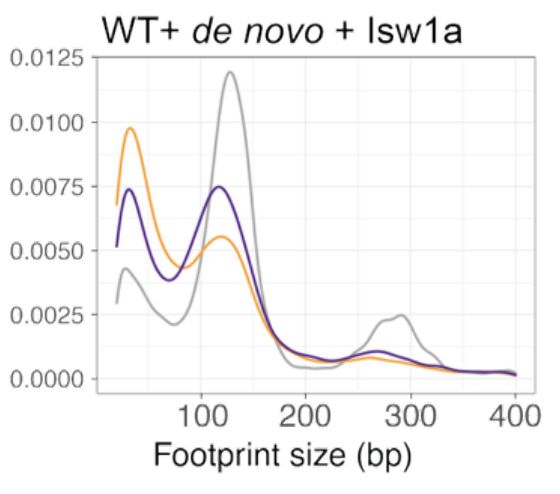 footprint size distributions from replicated chromatin experiments