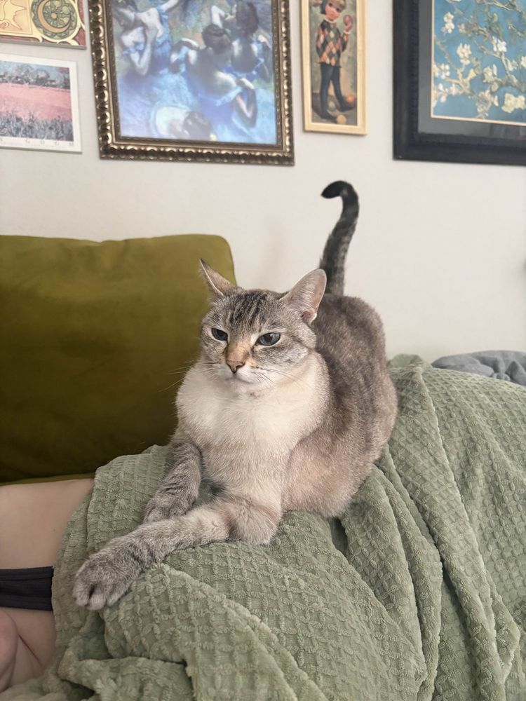 Skinny 10 lb cat named Daffodil