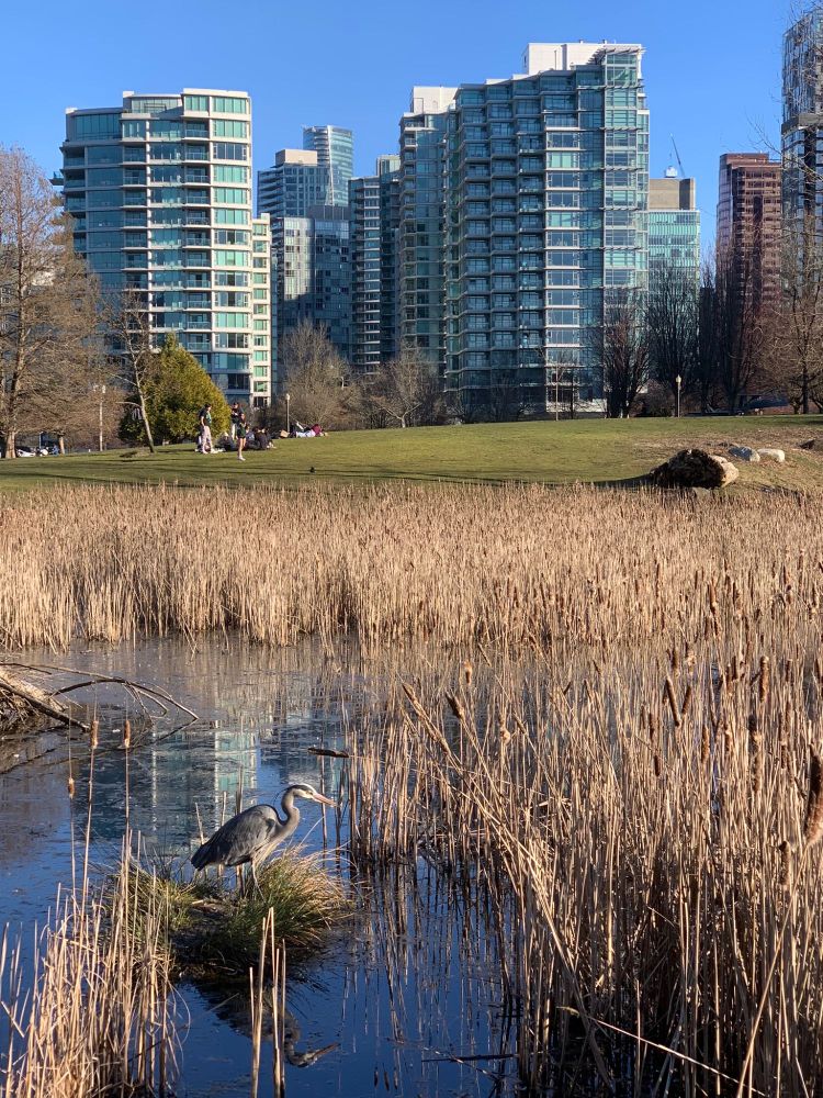 Stanley Park Vancouver BC canada
Grey heron