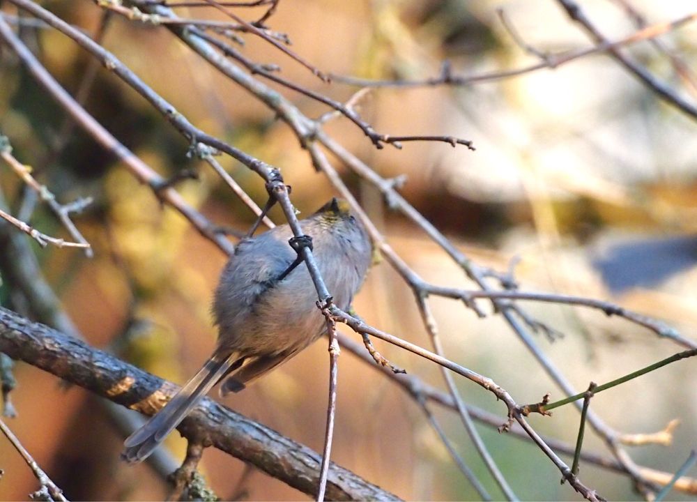 Vancouver BC Canada
American bushtit