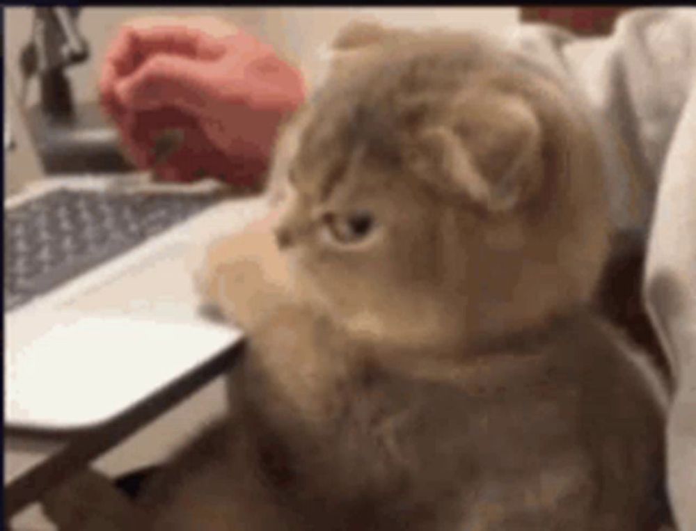 a cat is sitting in front of a laptop computer looking at the mouse .