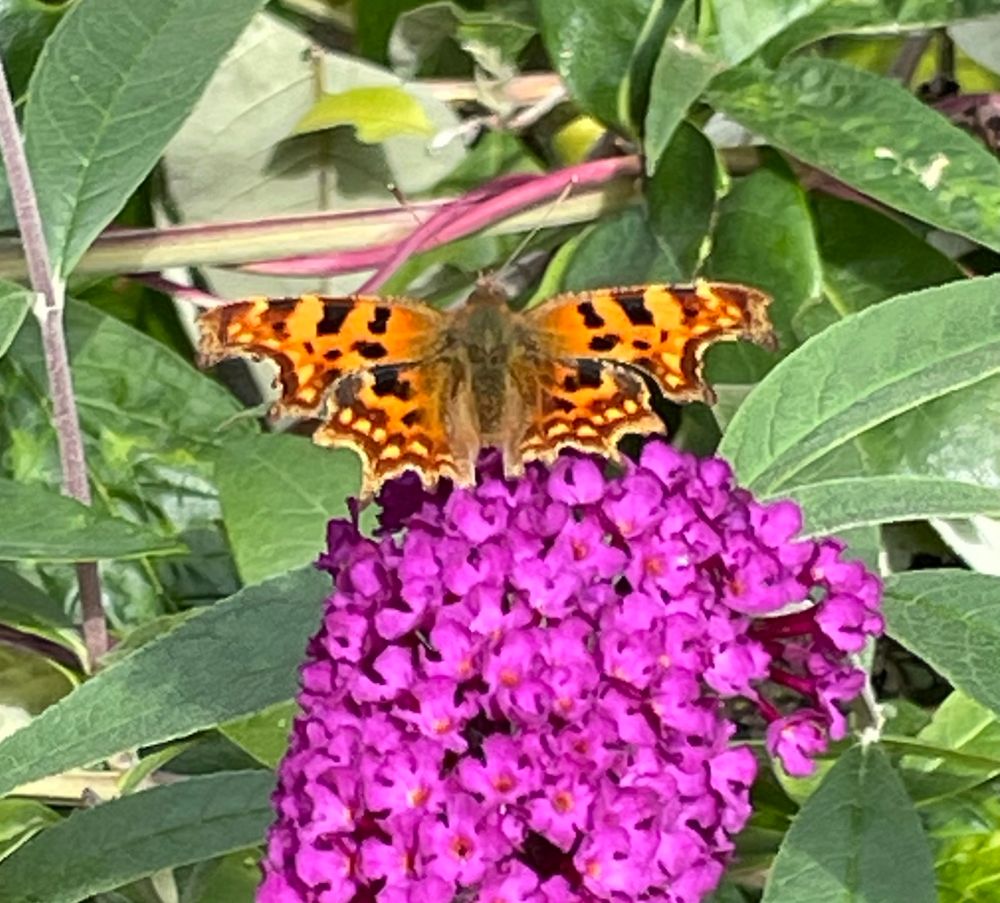 A Comma butterfly on a buddleia flower. The late summer batch of Commas has just emerged.