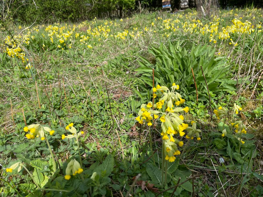 In foreground, a couple of clusters of cowslips - bright yellow, often drooping, bell-shaped flowers; a mass of them further back in the photo. Set within a rough, dry grassy meadow with leaf litter.