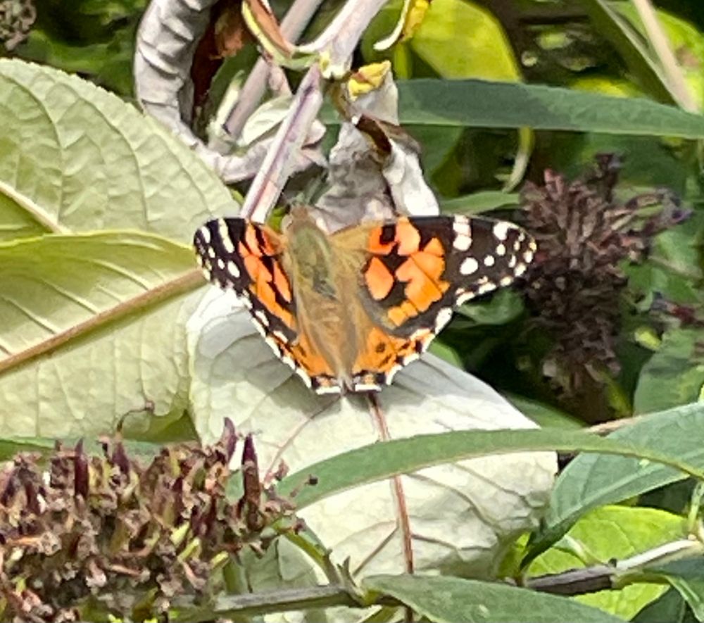 A Painted Lady butterfly - there have been more of these wanderers in this garden than for years.