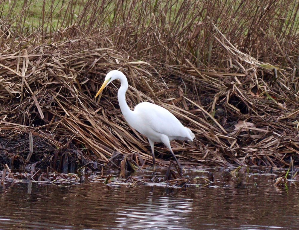 A Great White Egret (white, heron-like bird, with very long neck and yellow bill) standing on the edge of still water, with dead vegetation behind.
