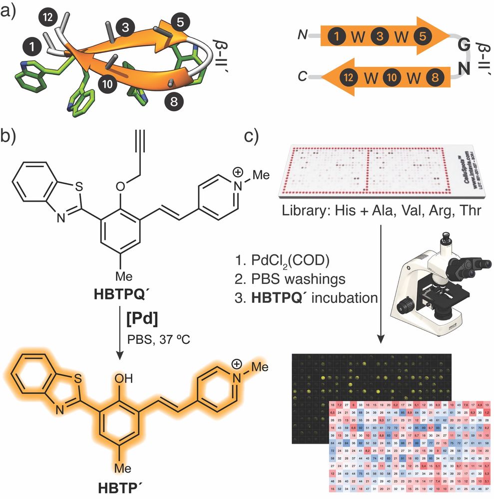 Scheme of the screening of catalytic metallopeptides. a) Left: The structure of a trpzip hairpin indicating as stubs the positions mutated in the screening (1 to 12 from N- to C- terminus), right: schematic representation of the trpzip hairpin indicating the positions of the screening; b) Fluorescent readout and results of the screening of the probe; c) Screening of the CelluSPOT library. The catalytic metallopeptides are identified by their position in the array, and their relative activity quantified by the emission of each spot at increasing incubation times.
