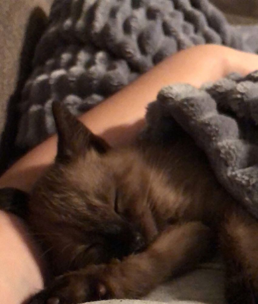 a brown siamese kitten