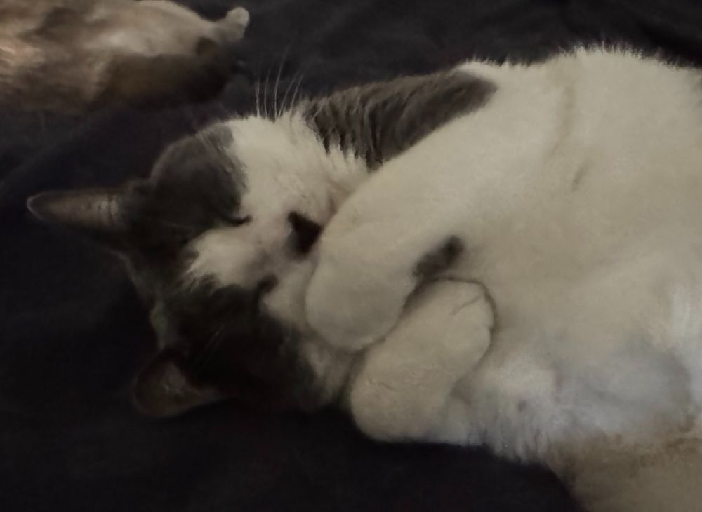 A cat sleeping in a cute pose