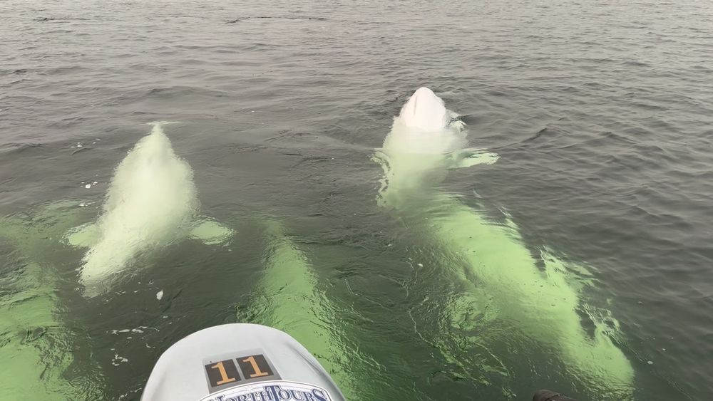 Beluga whales following a boat in Churchill Manitoba