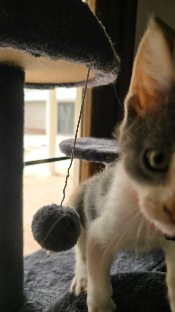 A close up of a dilute calico kitten playing in her cat tree.