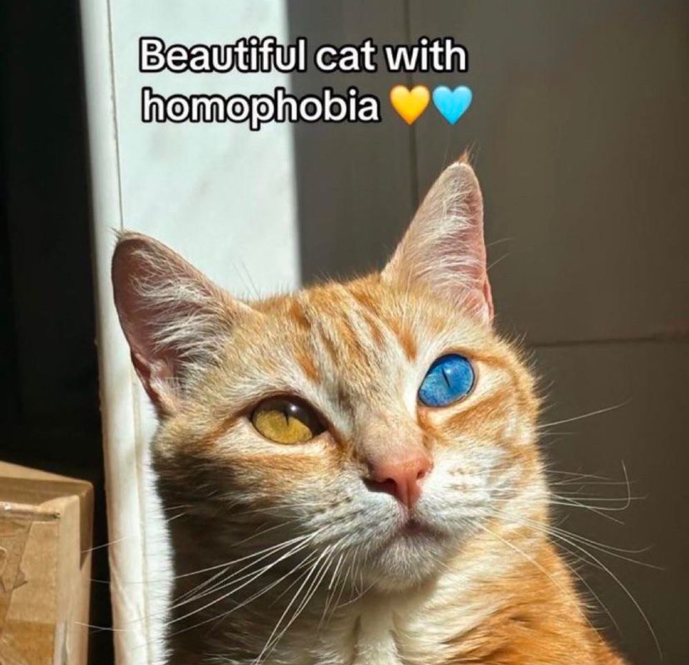 Beautiful cat with homophobia
